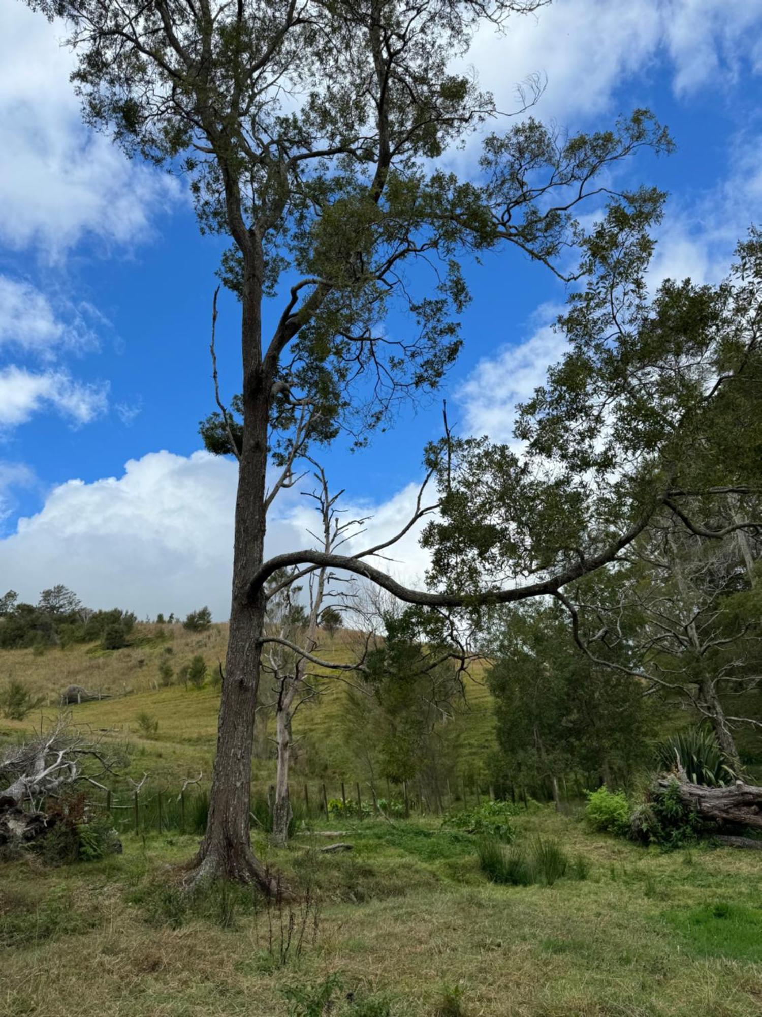 Private Cabin Close To The City Centre Whangarei Exteriör bild
